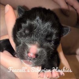 Coco-Chanel - Black and white female Siberian Husky puppy in Richland, Mississippi from Feazell’s Siberian Huskies
