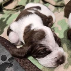 Noelle - White and chestnut female Bracco Italiano puppy in Silver Summit, Utah from Snow Peak Kennel