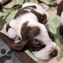 Noelle - White and chestnut female Bracco Italiano puppy in Silver Summit, Utah from Snow Peak Kennel