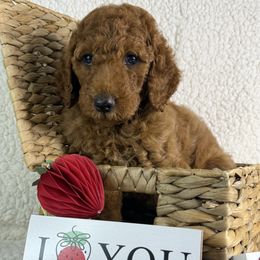 Spring - Red female Irish Doodle puppy in Galloway, Florida from Heavenly Poodles