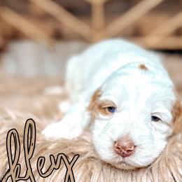 Oakley - Caramel cream female Australian Labradoodle puppy in Decatur, Alabama from Southern Meadows Doodles