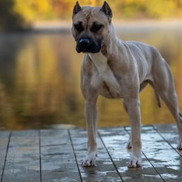 Nyx - American Staffordshire Terrier