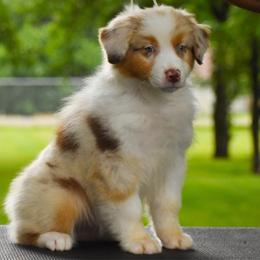 Lucy - Red merle female Australian Shepherd puppy in Easton, Missouri from MMA Kennel