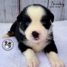 Scooby - Black tri male Miniature Australian Shepherd puppy in York, Pennsylvania from Dusty Spring Australian Shepherds, LLC