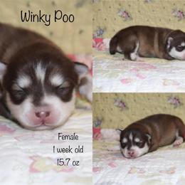 Winky Poo - Chocolate female Pomsky puppy in Denham Springs, Louisiana from Bayouland Pomskies