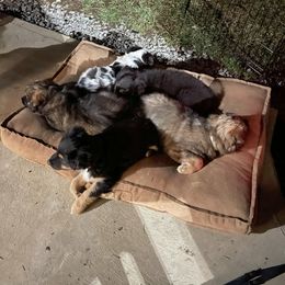 Australian Shepherd Puppies from Brick Church Aussies