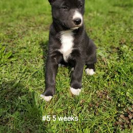 Siberian Husky Puppies from Grayline Siberians