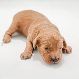 Anna - Apricot female Goldendoodle puppy in Valley Center, California from AweStrunk Farms