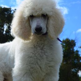 Poodle Puppies from D and D Standard Poodles