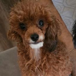 Mocha - Poodle
