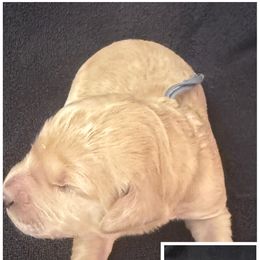 Miss Blue - Red  female Goldendoodle puppy in Powder Springs, Georgia from Ski Family Doodles