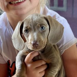 Luna - Dachshund