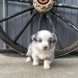 Teddy - Blue merle and white male American Corgi puppy in Payson, Illinois from Creek Farm Corgis
