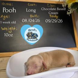 Pooh - Cream male Dachshund puppy in Hoquiam, Washington from Heyd's Mini Dachshunds