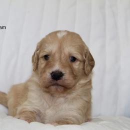 Goldendoodle Puppies from Silver Barn Doodles