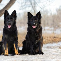 German Shepherd and Golden Retriever Puppies from Sweetheart Therapy Dogs LLC
