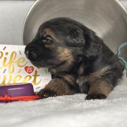 Xion - Red - Black and red male German Shepherd puppy in Iola, Wisconsin from DeFelice's German Shepherds
