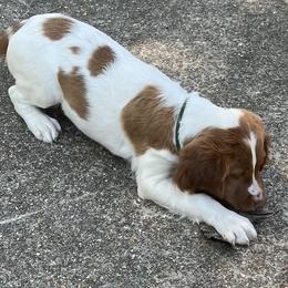 Brittany Puppies from Scott’s Brittanys