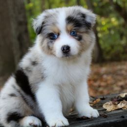 Jonah - Blue merle male Australian Shepherd puppy in Coldwater, Michigan from Northern Star Australian Shepherds