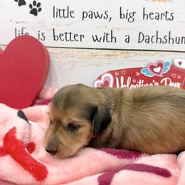 Ruby AKC Girl 1 - Red female Dachshund puppy in Sumrall, Mississippi from JP’s Dachshunds
