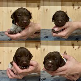 Boy 8 - White and liver male German Shorthaired Pointer puppy in Payneville, Kentucky from Roan Point Kennel