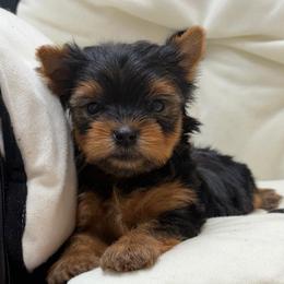 Winston SMALL - Black and tan male Yorkshire Terrier puppy in Monticello, Iowa from Ashley’s Puppies