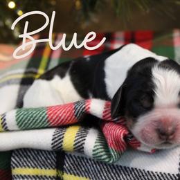 Blue - Black white and tan male English Springer Spaniel puppy in Barnstead, New Hampshire from C & S Farms