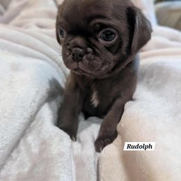 Rudolph - Brindle male Pug puppy in Hartsville, South Carolina from PearlsPlayhousePugs