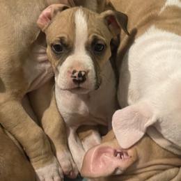 Dandelion - Red female American Staffordshire Terrier puppy in Monroe, Georgia from Irresistibull Staffords