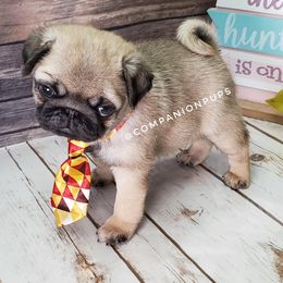 Pug Puppies from Companion Pups
