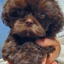 Dark chocolate - Chocolate male Shih Tzu puppy in Crystal, Michigan from Hill Top shih-tzu