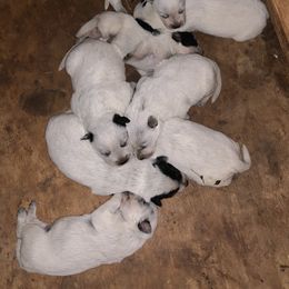 Australian Cattle Dog Puppies from Star Ranch