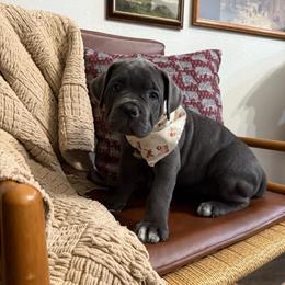 Stormi - Gray female Cane Corso puppy in Utah from 3Lake Kennelz