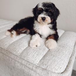 Aussiedoodle and Goldendoodle Puppies from Montana Raised Doodles