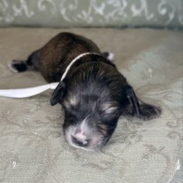 Aladdin - Brindle male Dachshund puppy in Lexington, Oklahoma from BooneDox Miniature Dachshunds