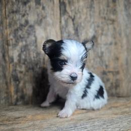 Skye - Parti female Yorkshire Terrier puppy in Mountain Grove, Missouri from Precious Puppies