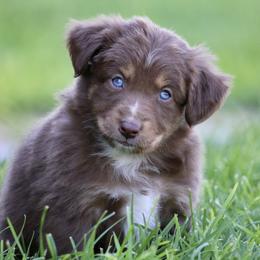 Australian Shepherd, Miniature American Shepherd, Miniature Australian Shepherd, and Toy Australian Shepherd Puppies from Painted Blue Aussies