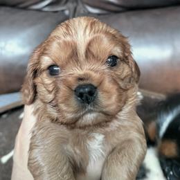 Ginger Snap - Ruby female Cavalier King Charles Spaniel puppy in Franklin, North Carolina from Cavaliers of the County Macon
