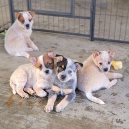Australian Cattle Dog Puppies from Miller Australian Cattle Dogs