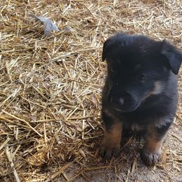 German Shepherd Puppies from Cornil Dariy