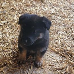 German Shepherd Puppies from Cornil Dariy