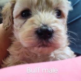 Handsome Fella - Buff male Cockapoo puppy in Middletown, Ohio from Blessed Chaos