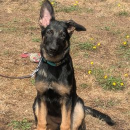 German Shepherd - Black and tan female German Shepherd puppy in Renton, Washington from Marina Salkov