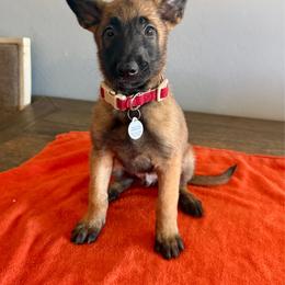 Jango (Maroon) - Mahogany male Belgian Malinois puppy in Buckeue, Arizona from Légende Vivante Du Chief Kennel