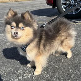 Silver - Pomsky