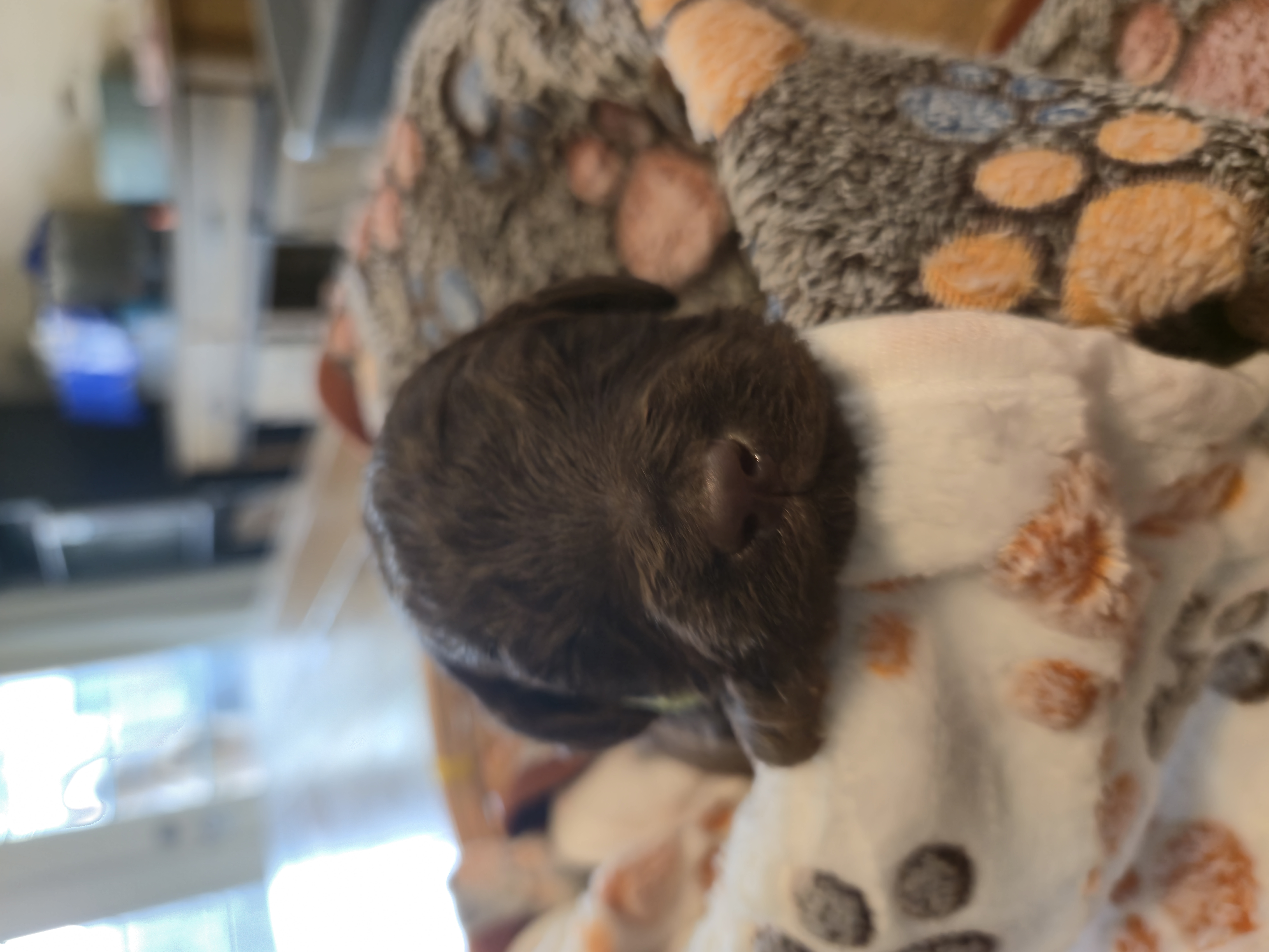 Whoodle Puppies from White's Whoodles