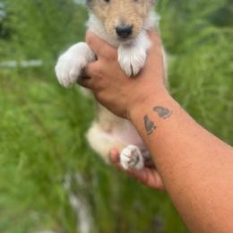 Hayley - Sable and white female Collie puppy in Easley, South Carolina from Sweetgrass Collies