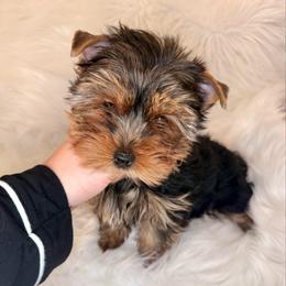 Arlo - Black and gold male Yorkshire Terrier puppy in Houston, Texas from York-Chi House