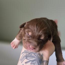 Monkey - Red tri-color female Australian Shepherd puppy in London, Kentucky from Kenmont Kennels