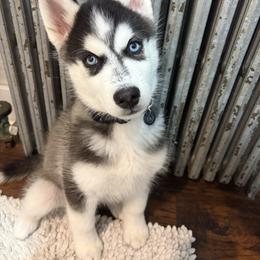 Siberian Husky Puppies from House of the Huskies